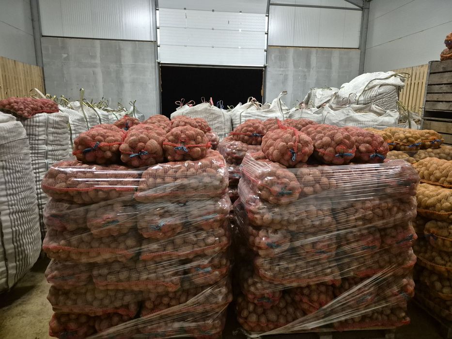 Cartofi consum rosu si alb