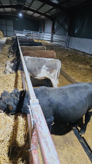 Taurasi stabulatie angus/baltati,vitei,tauri