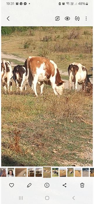 Vând vaci ,bune de lapte !