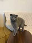 Pui pisica Brithish Blue