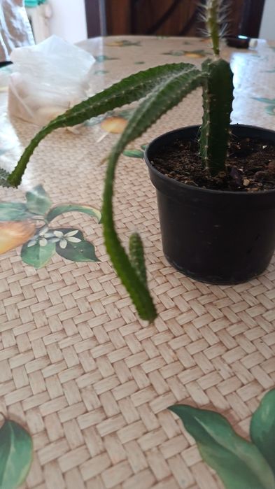 Продам дракон фрукт Питахайя