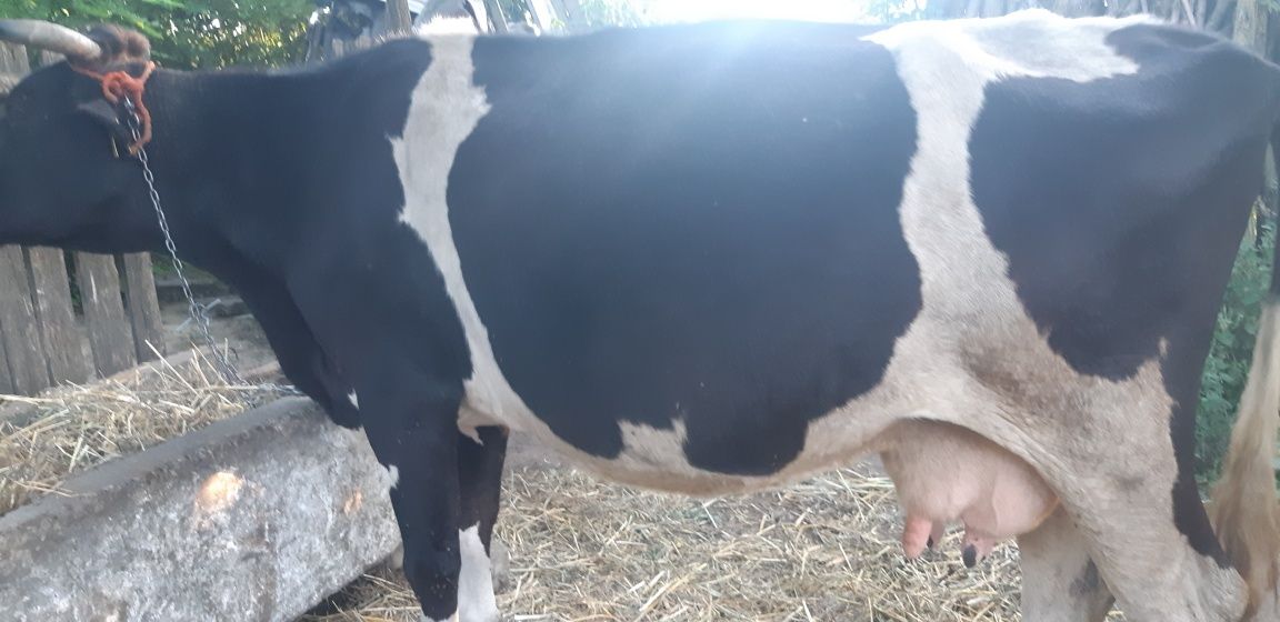 vacă de lapte rasa Holstein-Fundeni,jud.Galați