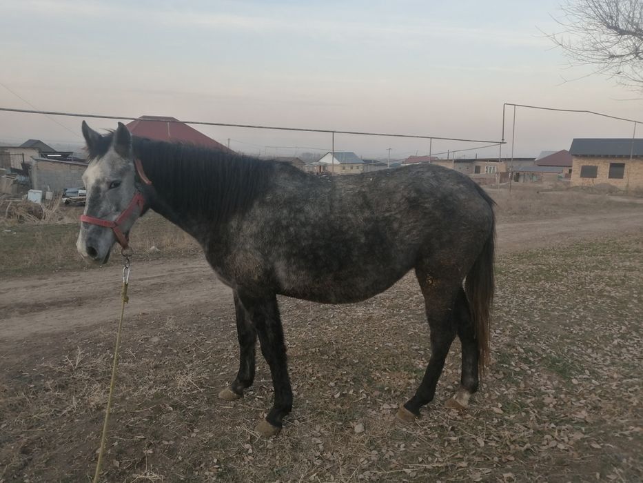 Буаз бие, жабағы тай