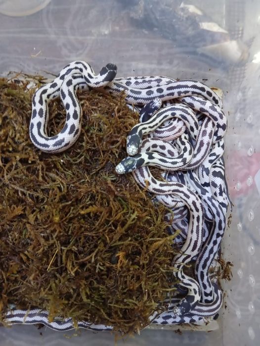 Калифорниеские змеи малыши