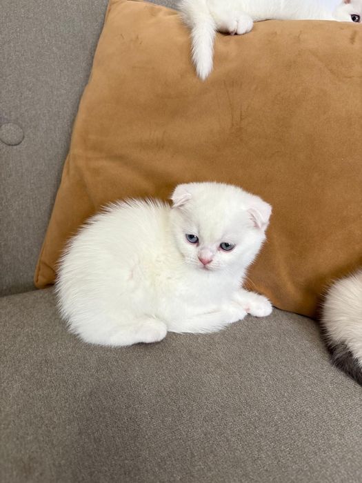Pisoi Scottish fold si Scottish Straight
