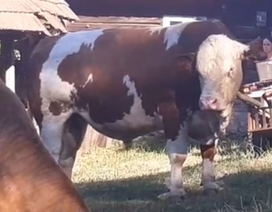 Taur ,Baltata Românească,pt reproductie