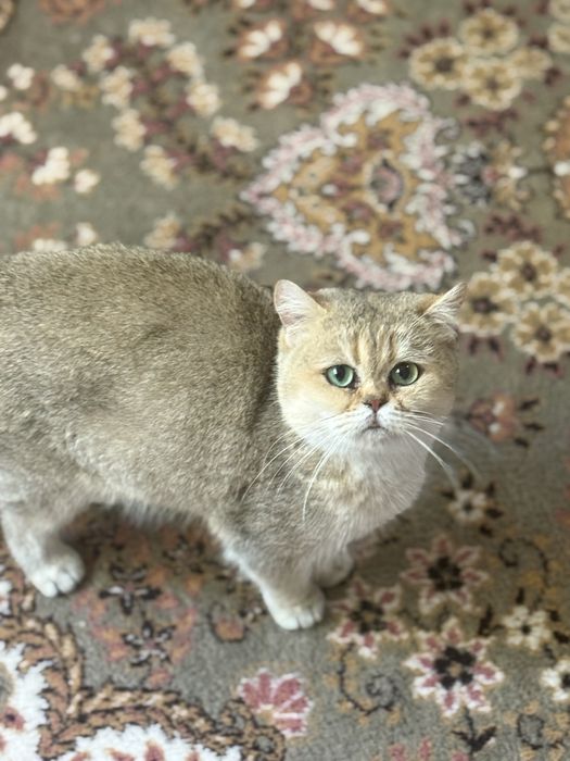 British Shorthair, Golden Shaded, 4 ani.