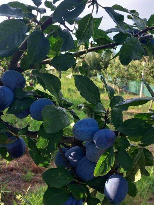 Vand prune pentru tuica