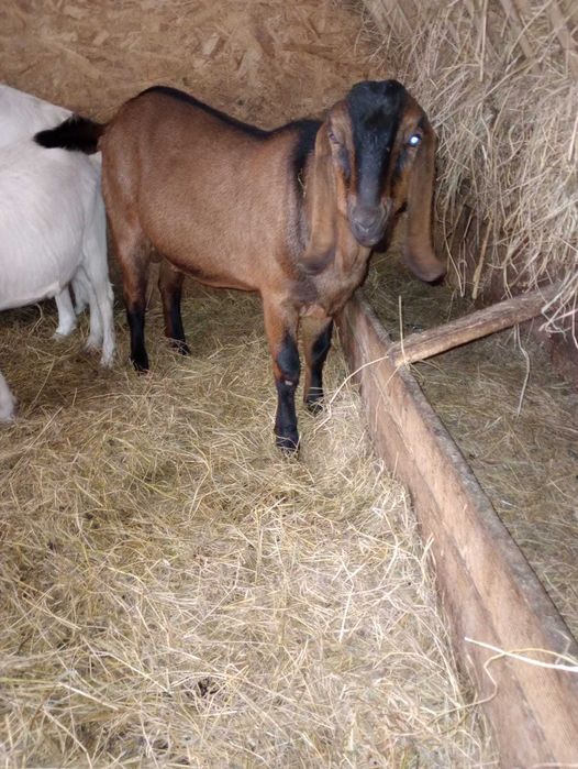 Vand tap anglonubian