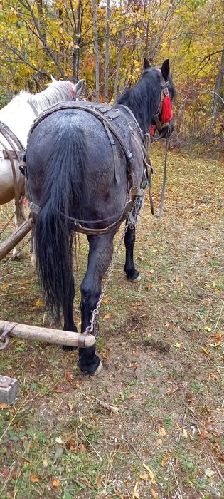 Animal , Iapă vârstă 5 ani