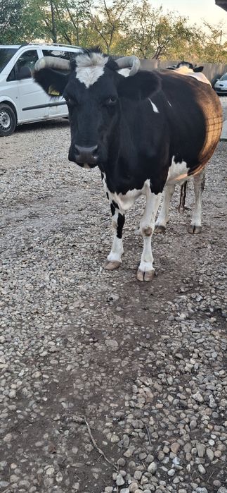 Vaca de vanzare gestanta in 7 luni