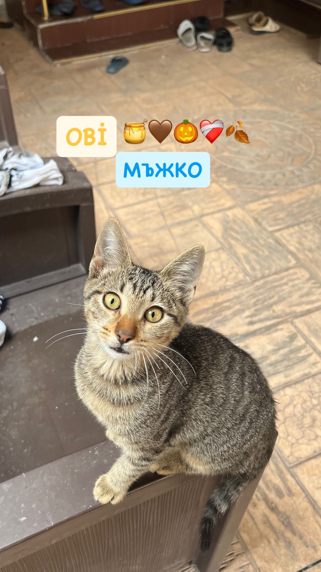 Последен Котка Оби