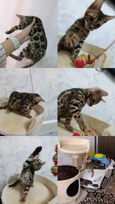 Продается бенгальский котенок мальчик 2 месяца