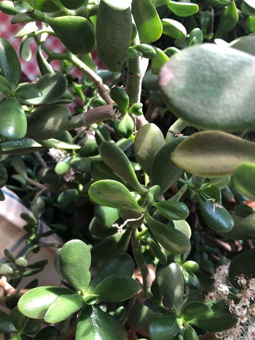Planta Suculenta