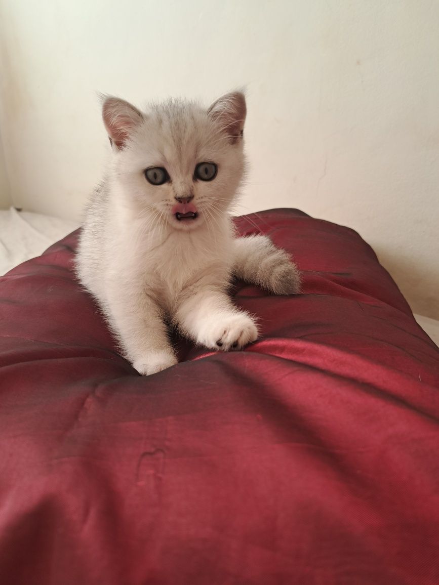 Котенца шотландски/британски