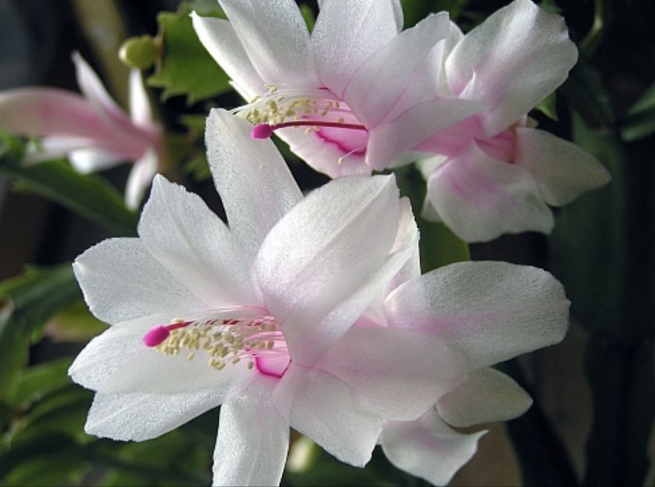 Декабрист Шлюмбергера белый.   и розовый.