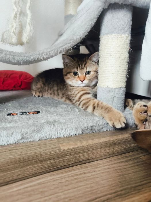 British shorthair femela