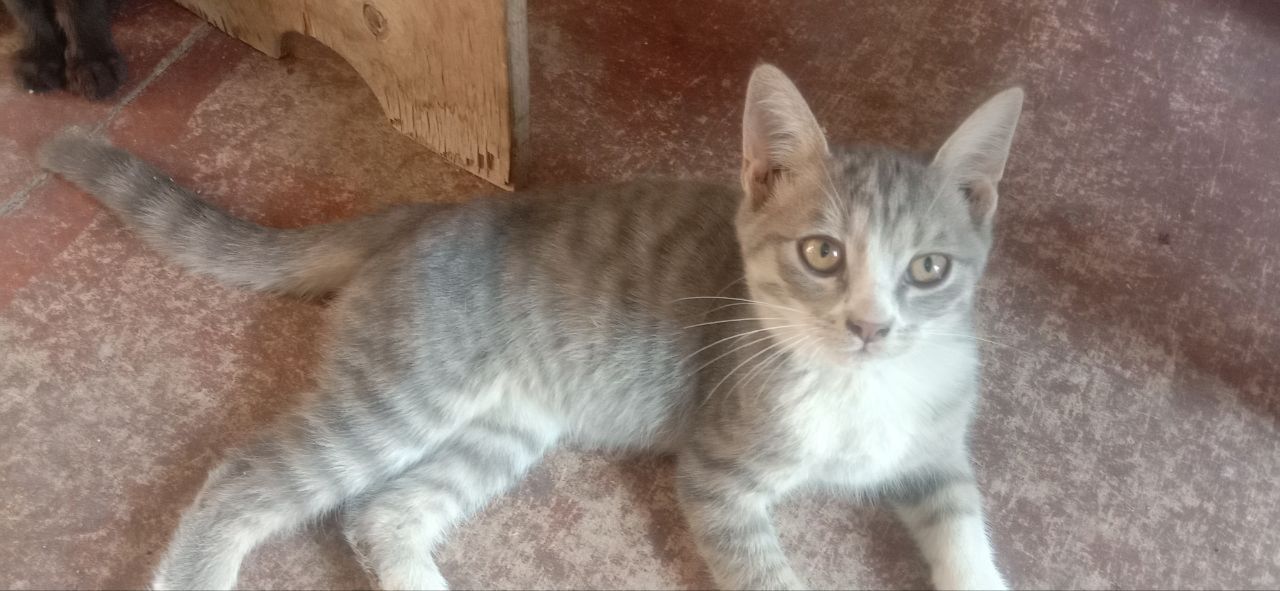 Пристраиваются только в добрые руки, котята 3 месяца мальчики и девочк