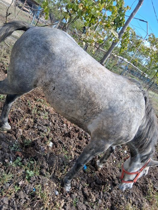 Vând Sura de 4 ani anvatata