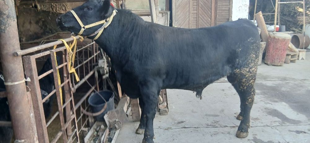 Ангус букалар сотилади 2та соглом, буйи 140см дан каммас. Иккаласига 8