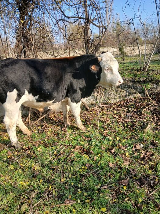 Vand taur preț 7500 de lei