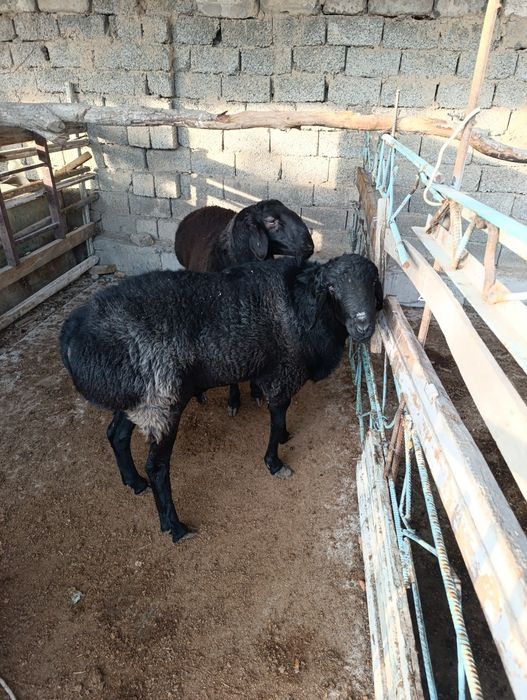 Qoʻchqor lar 2 ta kotta tetuk