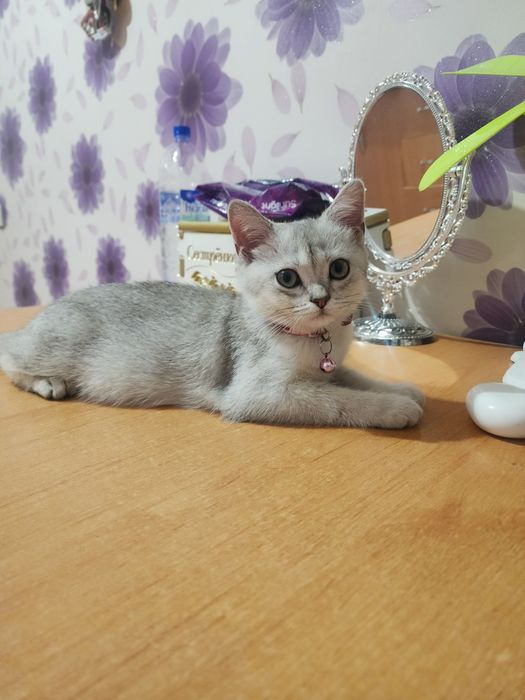 Британская шиншила