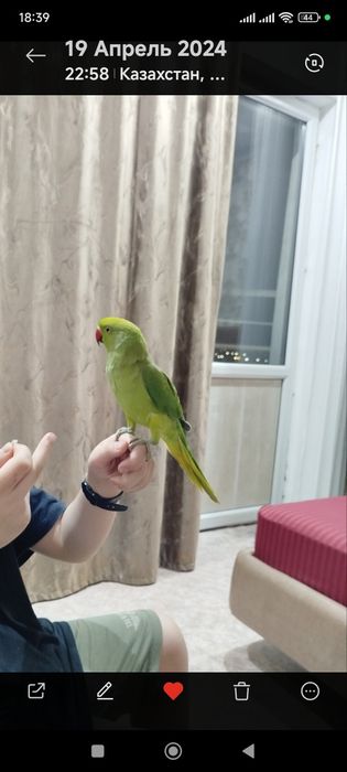 Продам ожерелового попика.