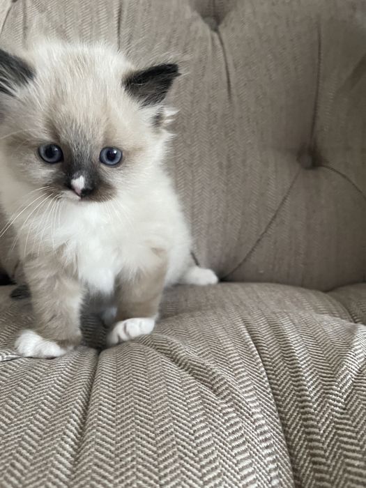 Pisica birmaneza 7 saptamani