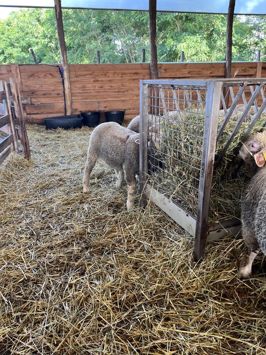 Vand miei rasa ile de france