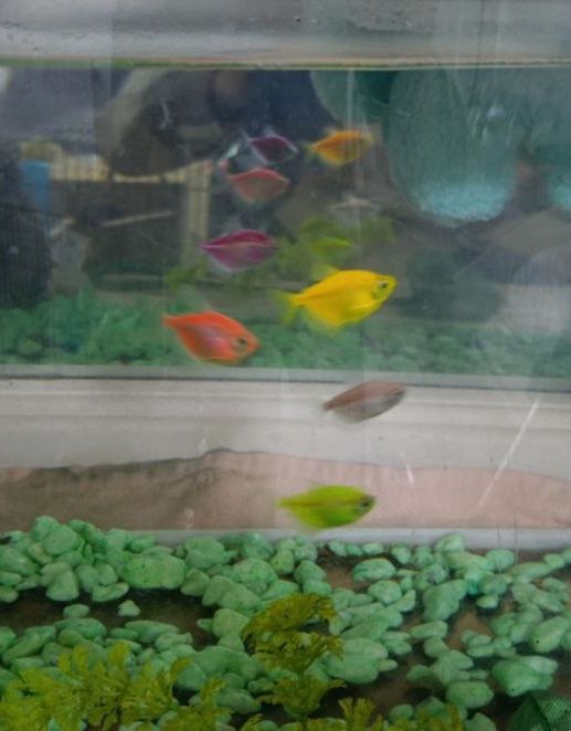 5 тернеций и 2 гуппи