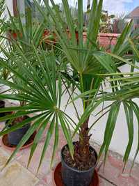 Трахикарпус палми вис. 1.20-1.50 см