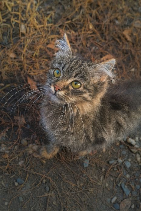 Очень красивые котятки в добрые руки