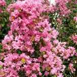 Liliac Indian Pomisor -Pink Roz