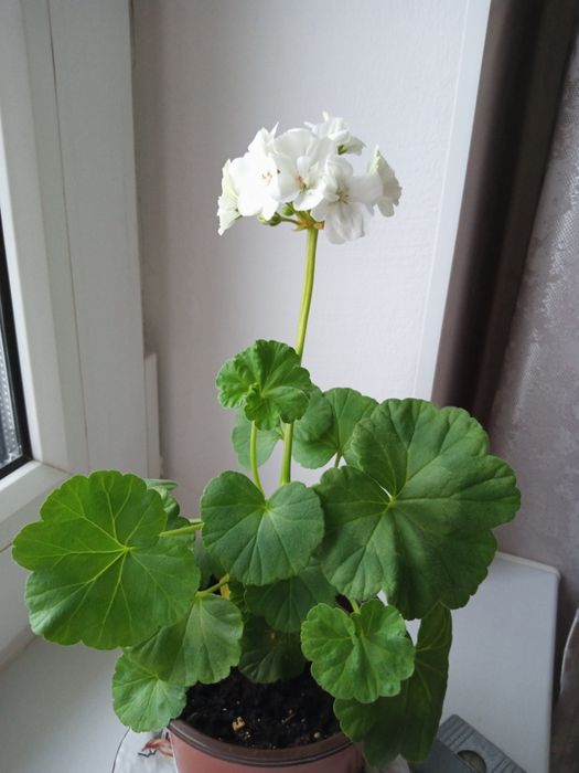 Белоснежная махровая герань