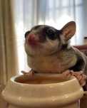 Sugarglider ,veverita zburatoare
