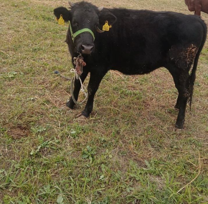 Zotdor g'unajin, yem bilan o'qilgan, qo'shimcha ma'lumotlar tel orqali