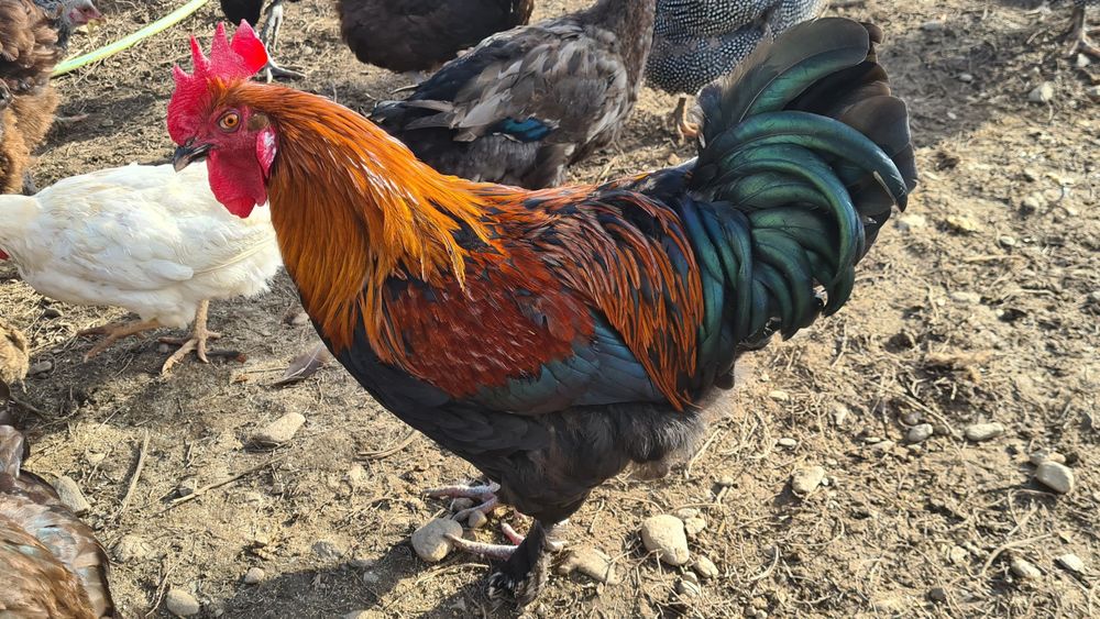 Cocoș Marans negru-aramiu