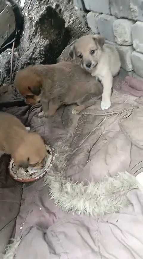 Щенкам (девочки) срочно нужен дом!
