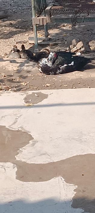 Indoutkalar sotiladi arzonroq bervoraman hammasini olganga