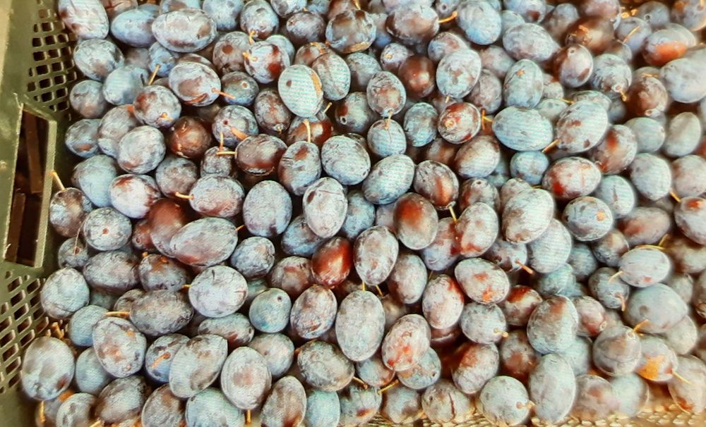 Vand prune bistritene originale!