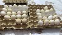 Яйца индюшки инкубационные