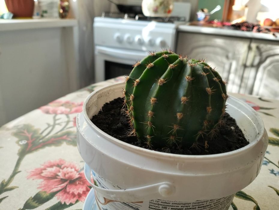 Продам кактус и каланхоэ.