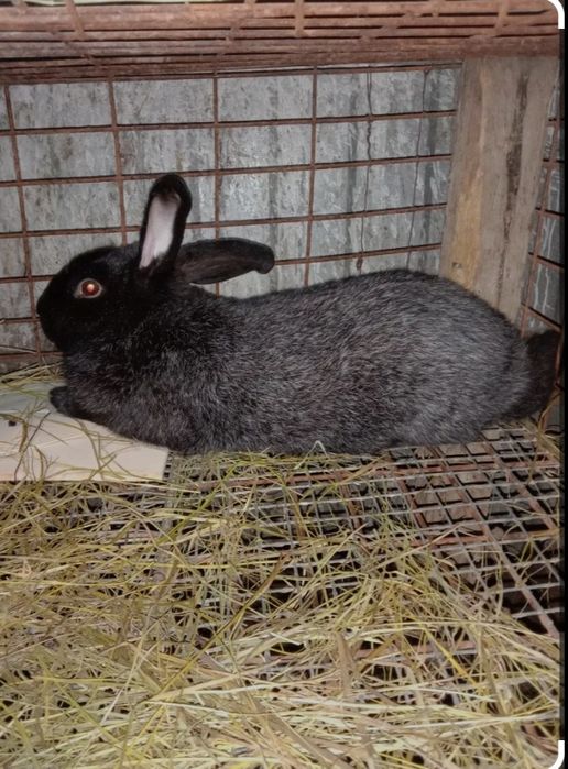 Продам кроликов разных пород все кролики здоровые прививки зделаны