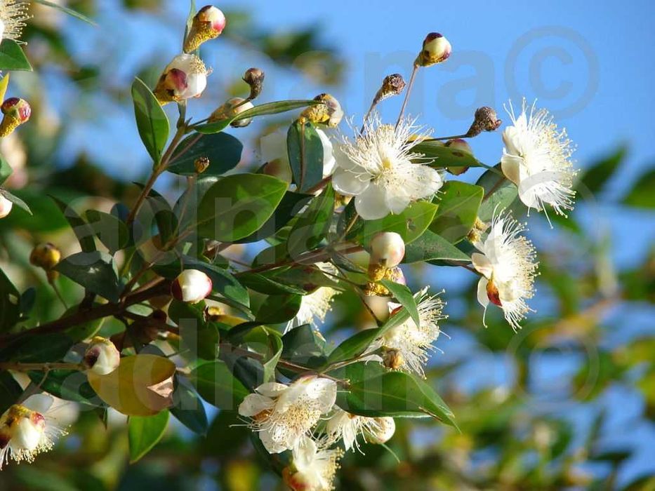 Plic 50 Seminte Mirt - Myrtus communis