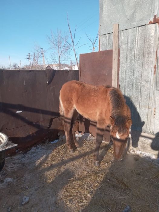 Семиз жабагы сатылады