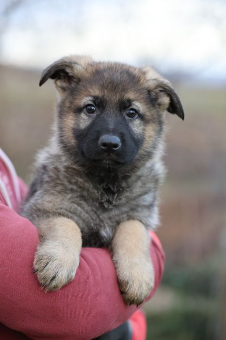Ciobanesc german canisa autorizata linie de lucru