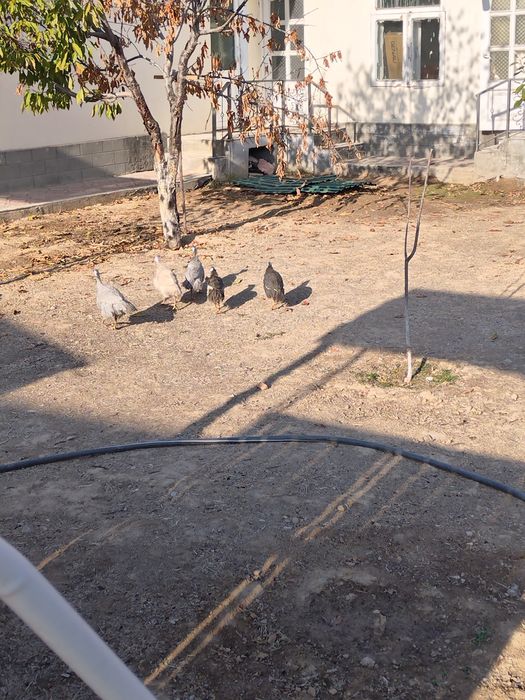 Sisarka uyda boqilvotgan, 5 oylik, 1 metr gacham uchvotti