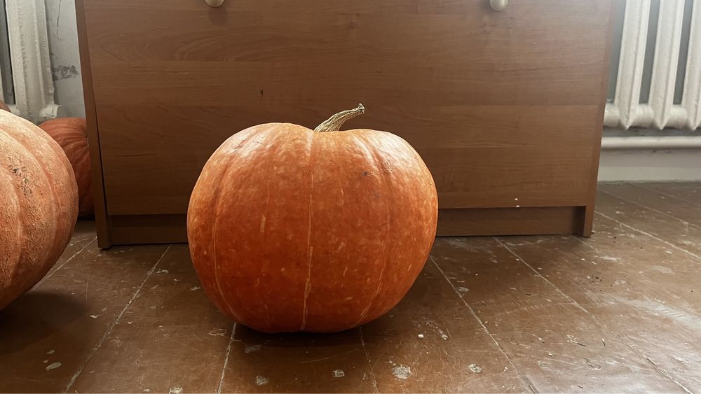 Продам тыквы огромные