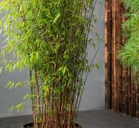 Bambus Auriu Negru Plante Exotice